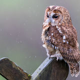 Score 18 ( Commended ) - "Tawny Owl In The Rain" - Haydn Bartlett