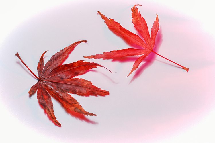 Acer Leaves Red Shadows