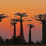 African Sunset