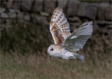 Barn Owl