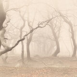 Beech Trees in the Mist