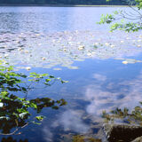 Brotherswater lilies