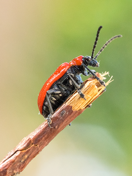 Cardinal Beetle On The Lookout