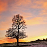 Coley Tree At Sunset