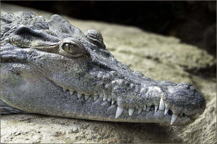 Croc
