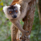 Crowned Lemur