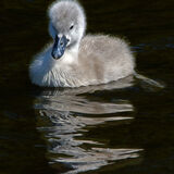 Cygnet - Shibden Park