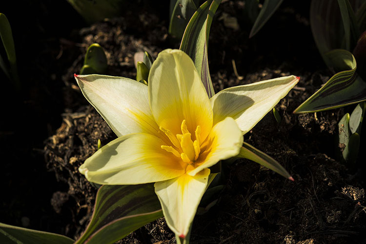 Daffodil