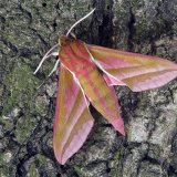 Elephant Hawk Moth