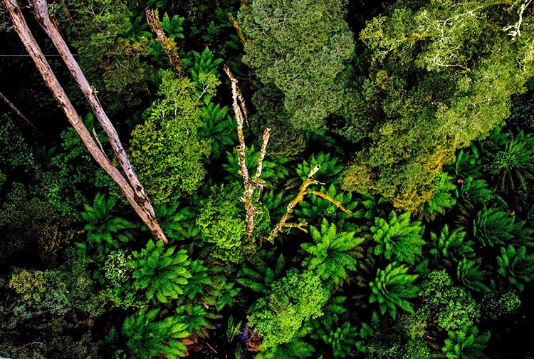 Forest - South Australia