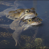 Frogs