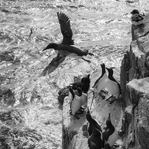 Guillemot