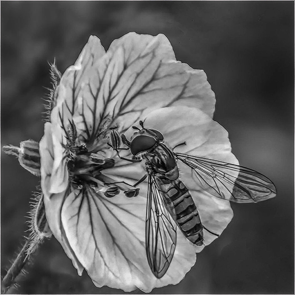 Hoverfly Feeding