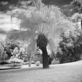 Infra Red Tree
