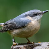 Juvenile Nuthatch