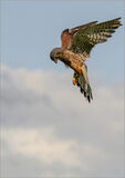 Kestrel Hover