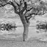 Lakeside Tree