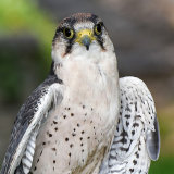 Laner Falcon
