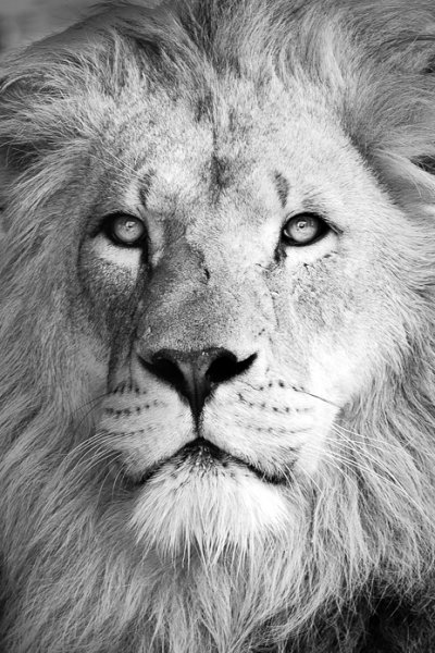 Lion Gaze