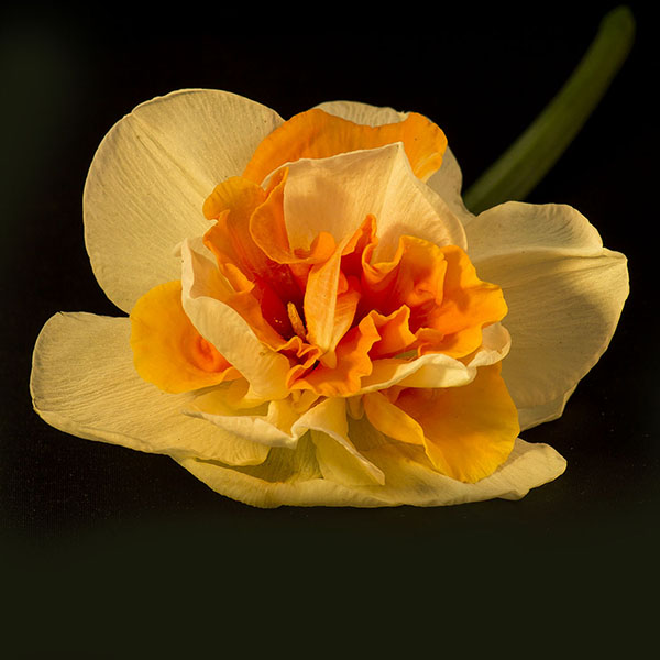 Narcicie