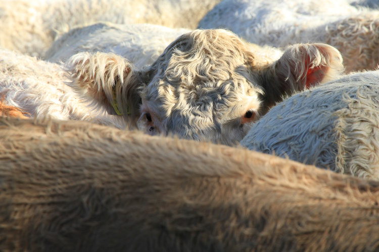 One of the Herd