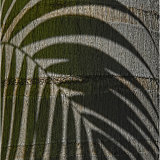 Palm Frond