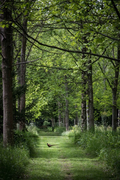 Pheasant Wood