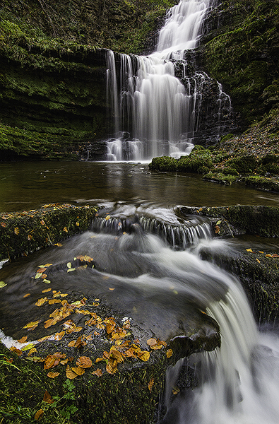 Scaleber Force Autumn
