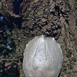 Score 17 - False Puff Ball (Reticularia Iycoperdon) - David R Williams