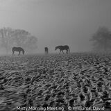 Score 17 - Misty Morning Meeting - David Williams