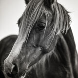 Score 17 - Portrait Of A Horse - Iain Dickinson