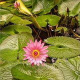 Score 18 - Nymphaea Paula Louise - Ken Peel