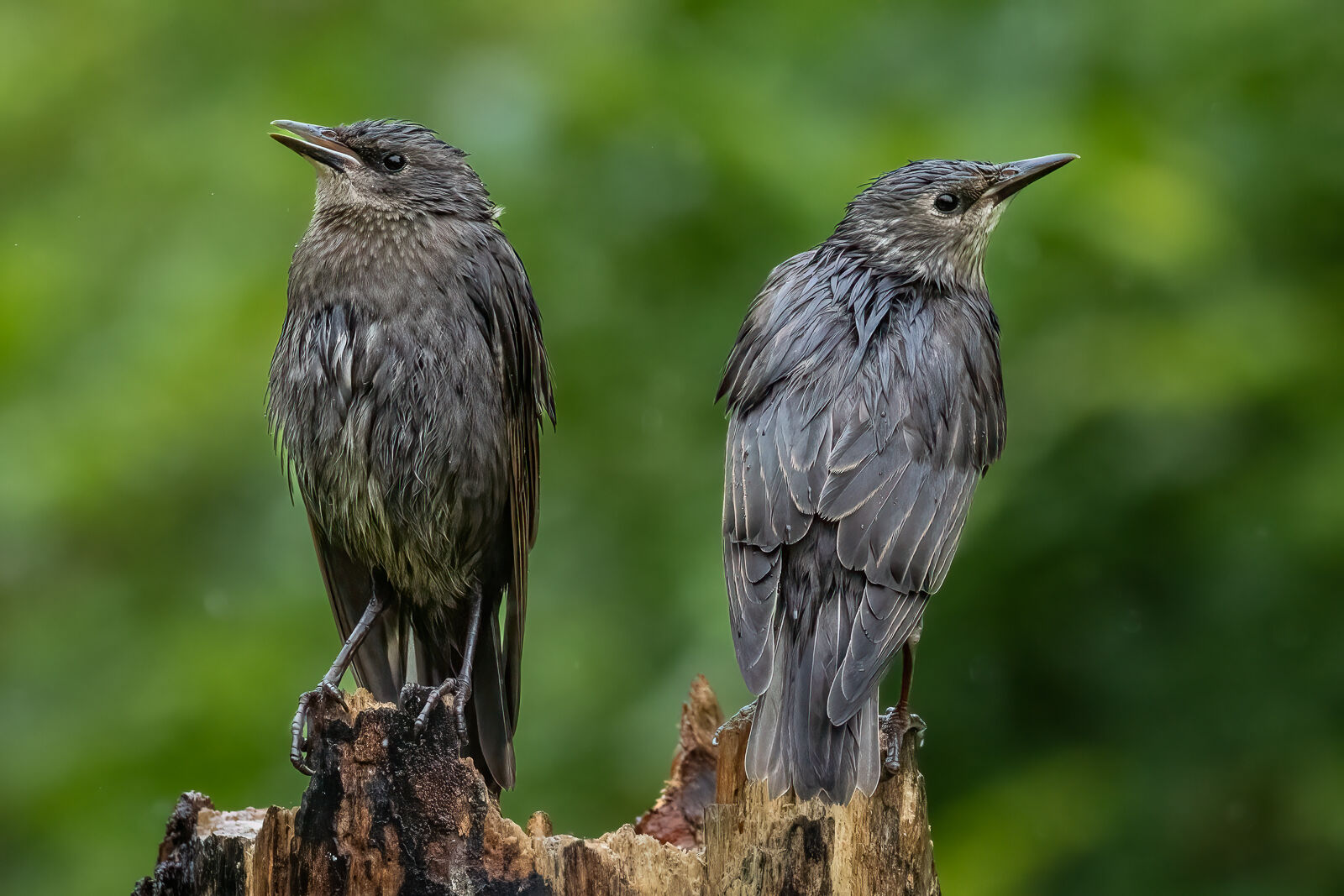Score 20 - Starling Siblings Soaked Through - Elaine Hey