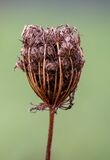 Seed Head