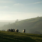 Sheep near Stanbury
