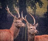 Stags In The Rain