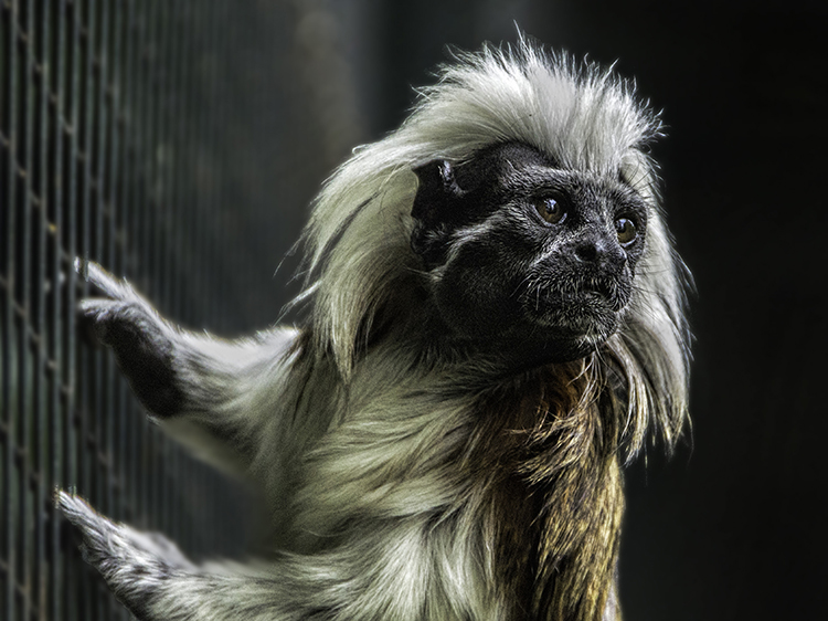 Tamarin