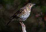 Thrush