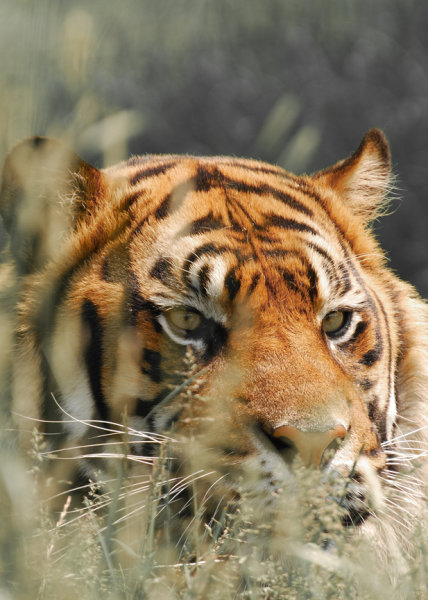 Tiger, Tiger