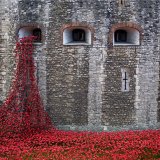 Tower Poppys