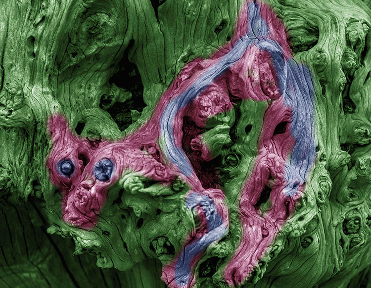 Tree Draggon
