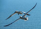 Two Gannets