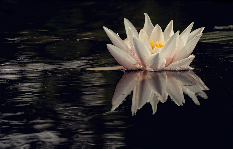 Water Lily