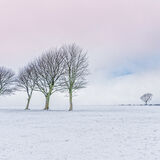 Winter Trees