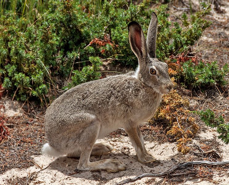 Wyoming White Tailed Jack Rabbit