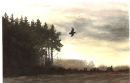 Evening flight of the Woodcock.<br>
Watercolour