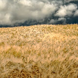 Brooding Sky over Barley Field