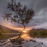 LLyn Padarn Tree