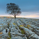 Malham Tree