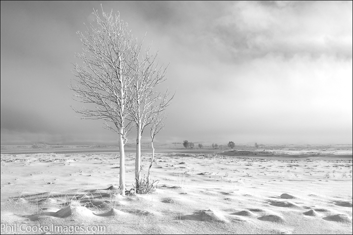 Misty Moorland